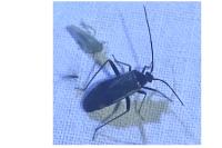 Adelphocoris seticornis