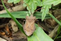 Coreus marginatus