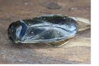 Corixa punctata