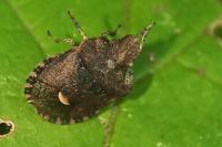 Dyroderes umbraculatus