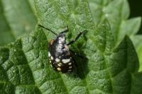 Nezara viridula