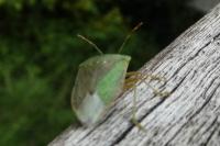 Nezara viridula