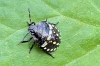 Nezara viridula