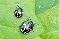 Nezara viridula