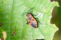 Pyrrhocoris apterus