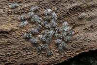Corythucha ciliata