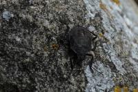 Halyomorpha halys