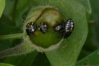 Nezara viridula