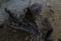 Halyomorpha halys