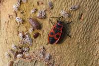 Pyrrhocoris apterus