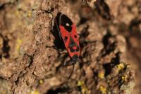 Melanocoryphus albomaculatus