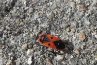 Melanocoryphus albomaculatus