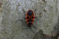 Pyrrhocoris apterus