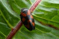 Cercopis vulnerata