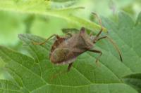 Coreus marginatus