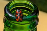 Cercopis vulnerata