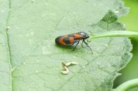 Cercopis vulnerata