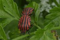 Graphosoma italicum