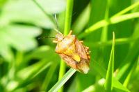 Carpocoris purpureipennis