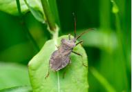 Coreus marginatus