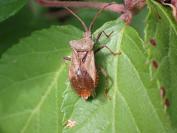 Coreus marginatus