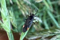 Capsodes flavomarginatus