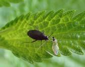 Plagiognathus arbustorum