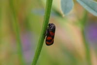 Cercopis vulnerata