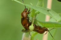 Deraeocoris ruber