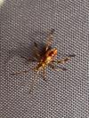 Leptoglossus occidentalis