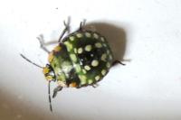 Nezara viridula