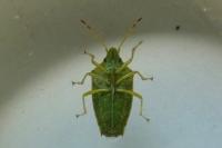 Cyphostethus tristriatus