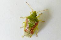 Cyphostethus tristriatus