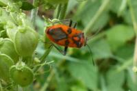 Corizus hyoscyami