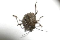 Halyomorpha halys