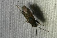 Peritrechus gracilicornis
