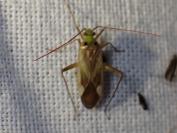 Adelphocoris
