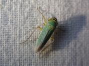 Cicadella viridis