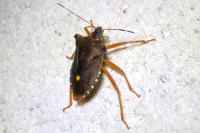 Pentatoma rufipes