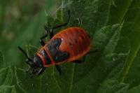 Pyrrhocoris apterus