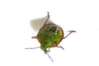 Nezara viridula
