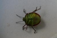 Nezara viridula