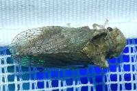 Ledra aurita