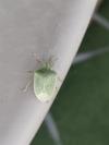 Nezara viridula