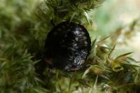Nezara viridula