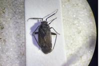 Heterocordylus genistae