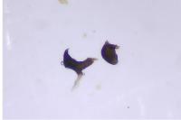 Heterocordylus genistae