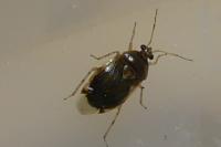 Deraeocoris lutescens
