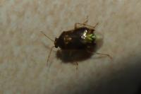 Deraeocoris lutescens