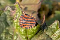 Graphosoma italicum
